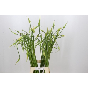 Allium Sativum Ophioscorodon