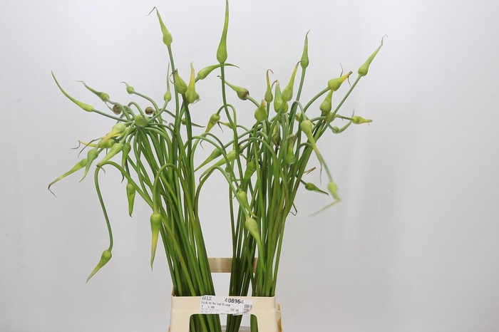 <h4>Allium Sativum Ophioscorodon</h4>
