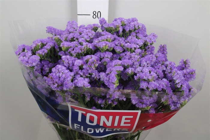 <h4>Lim S Martin Blue</h4>