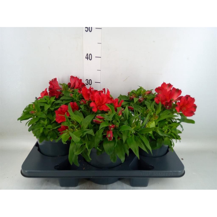 <h4>Alstroemeria  'Colorita Red'</h4>