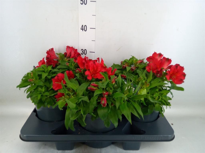 <h4>Alstroemeria  'Colorita Red'</h4>