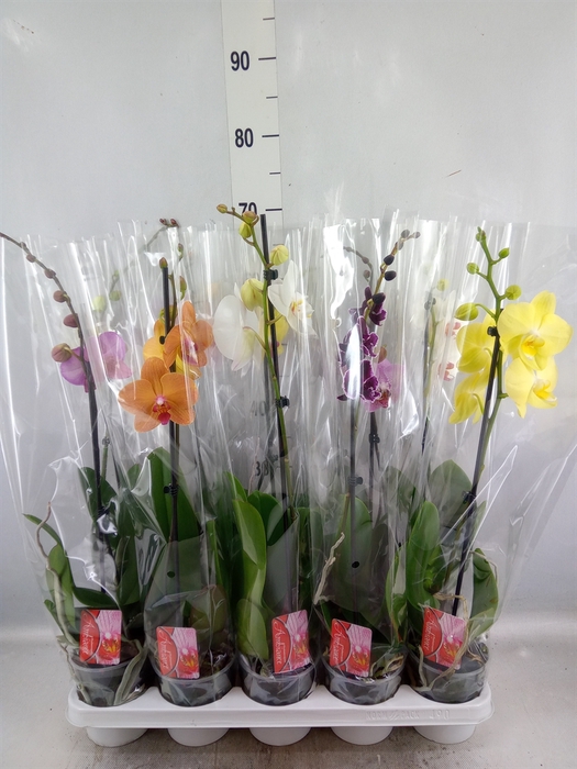 <h4>Phalaenopsis   ...mix</h4>