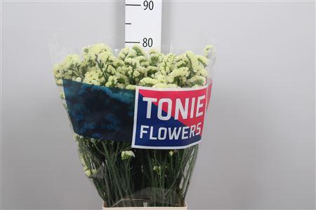 <h4>Lim S Yellow Sun Bird</h4>