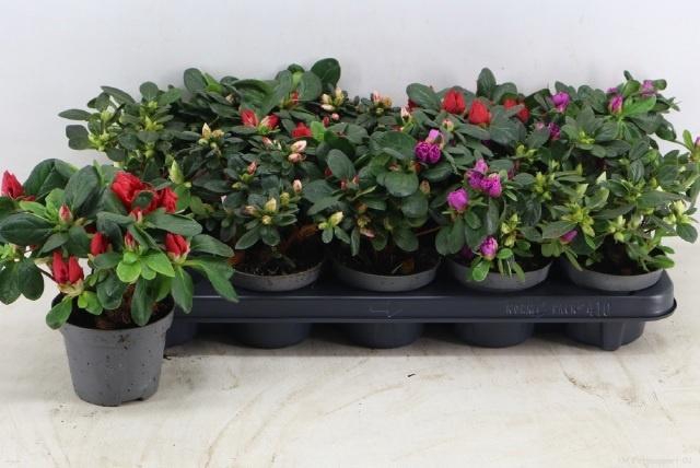 <h4>RHODO SI GEM</h4>