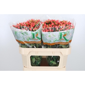 Hyp Mag Roy Princess