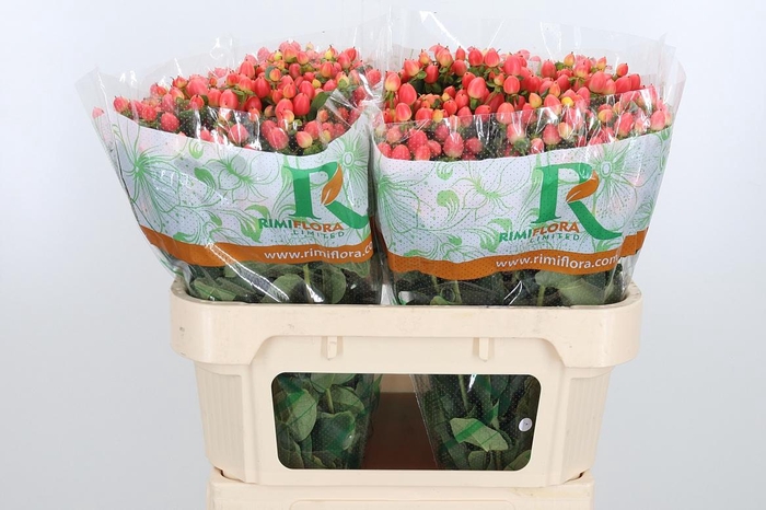 <h4>Hyp Mag Roy Princess</h4>