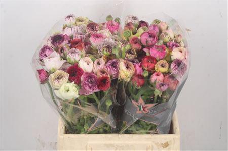 <h4>Ran El Cappuccino</h4>