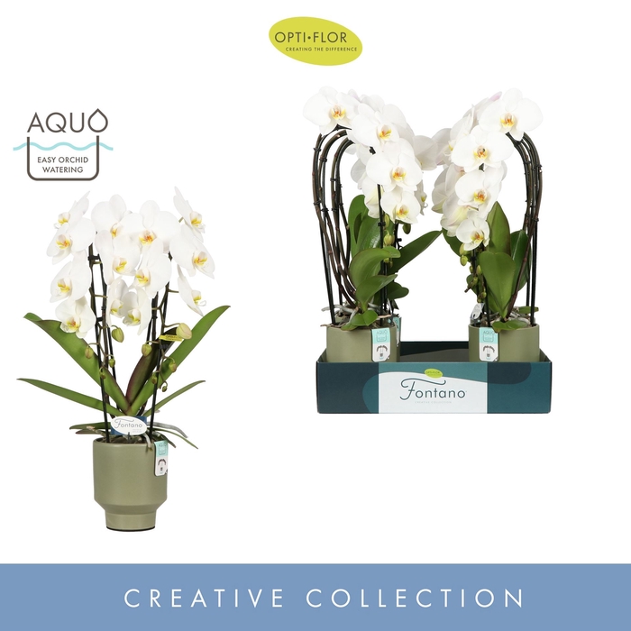 <h4>Phalaenopsis wit meer takken</h4>