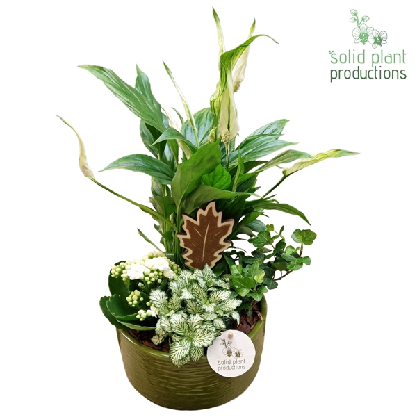 <h4>SP003 Loes Green White</h4>