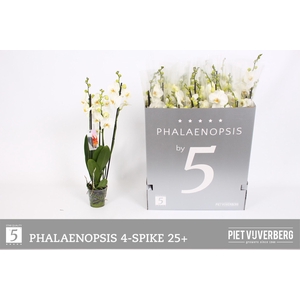 PHAL OV WIT