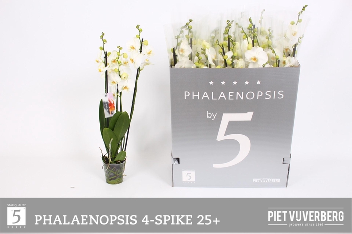 <h4>PHAL OV WIT</h4>