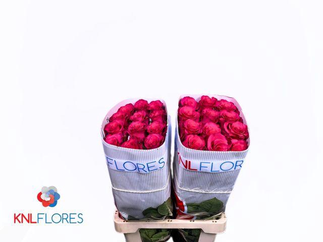 <h4>R Gr Jacaranda</h4>