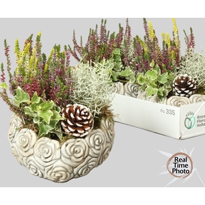 ARR TUINPLANTEN H%