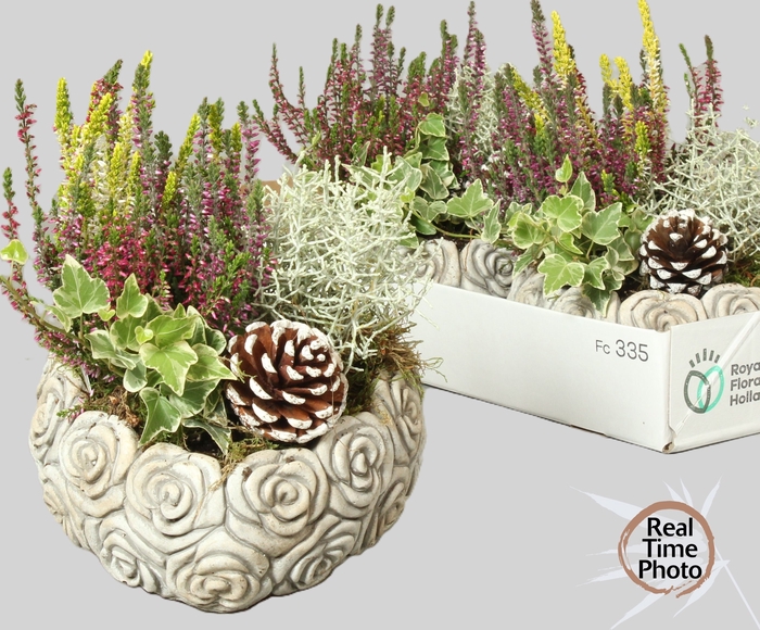 <h4>ARR TUINPLANTEN H%</h4>