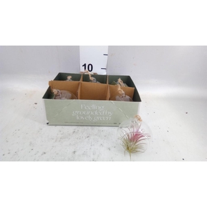 Arr.  Tillandsia L%