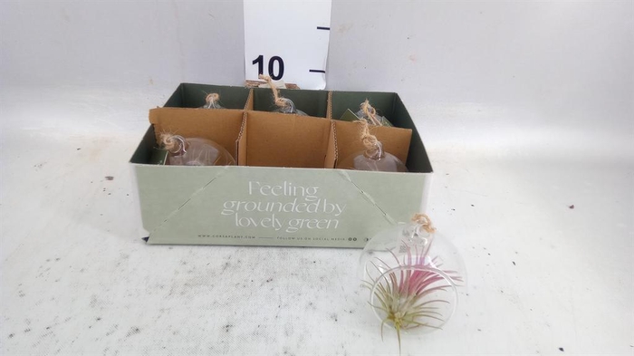 <h4>Arr.  Tillandsia L%</h4>