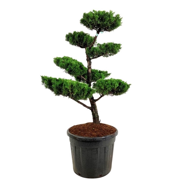 <h4>Juniperus chin. 'Kaizuka'</h4>