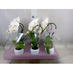Phalaenopsis   ...white