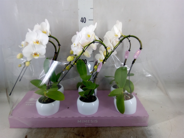 <h4>Phalaenopsis   ...white</h4>
