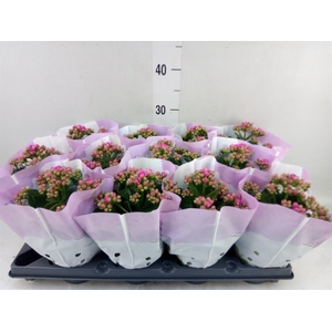 Kalanchoe blos.   ..rosebud