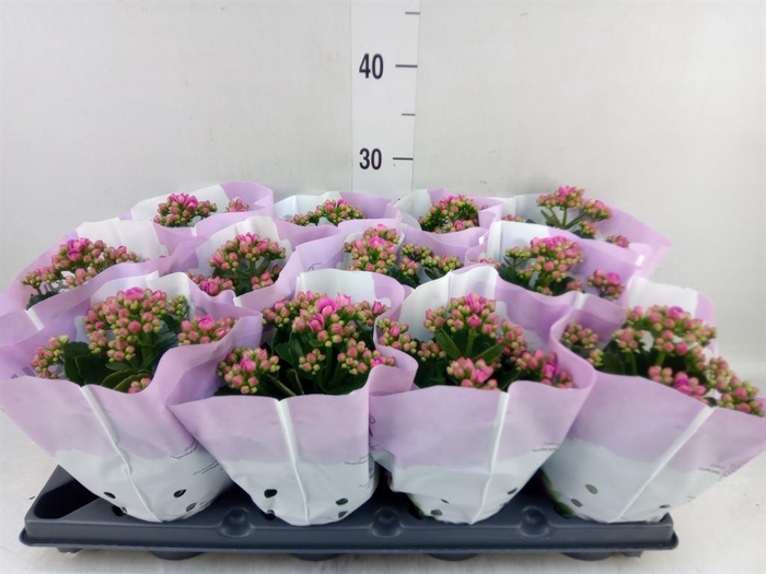 <h4>Kalanchoe blos.   ..rosebud</h4>