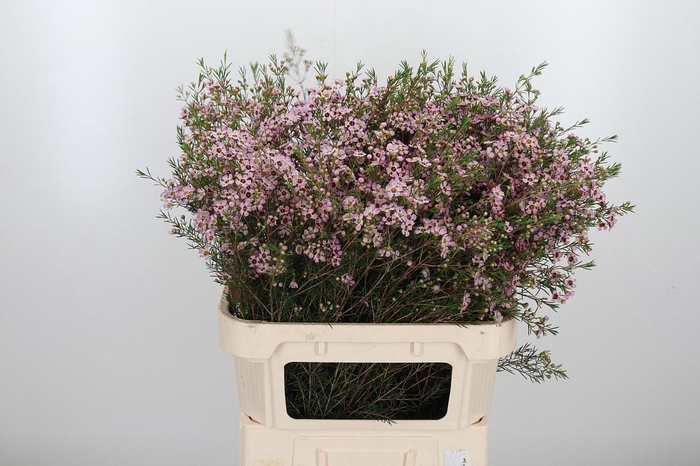 <h4>Chame Un Early Nir</h4>