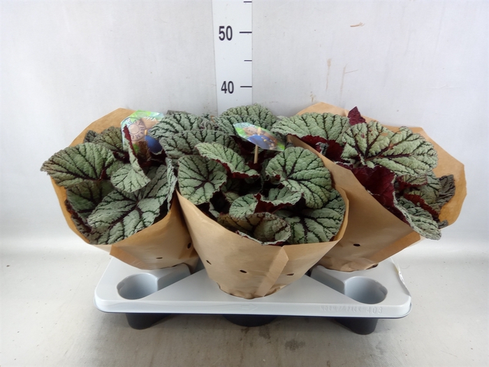 <h4>Begonia BD 'MagicColours Fedor'</h4>