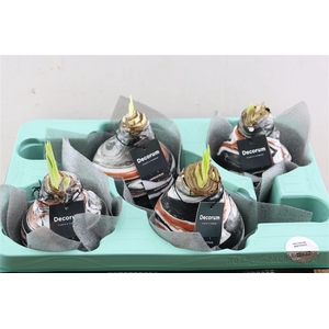 Wax Hipp Artooz Earth Copper Xxl