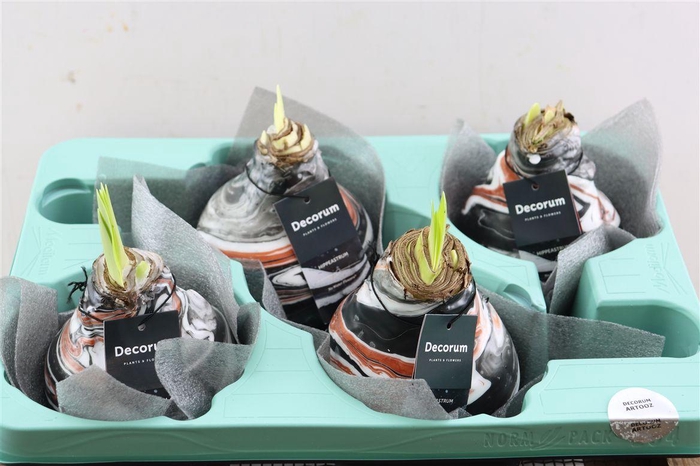 <h4>Wax Hipp Artooz Earth Copper Xxl</h4>