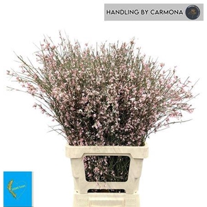 Ginster Klb Licht Rose