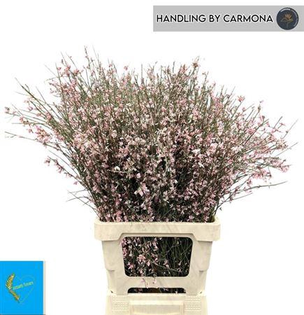 <h4>Ginster Klb Licht Rose</h4>