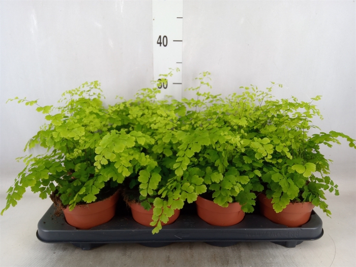 <h4>Adiantum raddi. 'Fragrans'</h4>