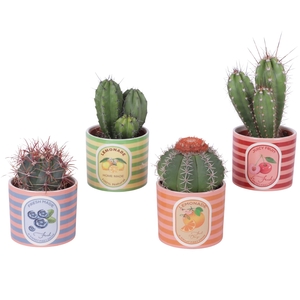 Cactus mix Ø10,5 cm in Ceramic Pot Fresh Fruit Ø12cm