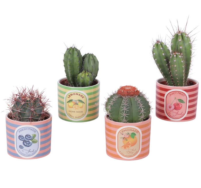 <h4>Cactus mix Ø10,5 cm in Ceramic Pot Fresh Fruit Ø12cm</h4>