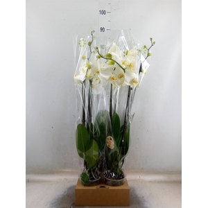 Phalaenopsis   ...white