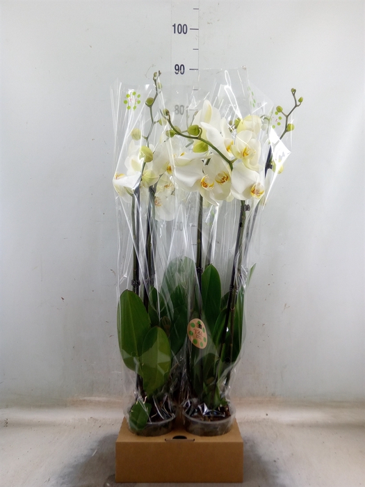 <h4>Phalaenopsis   ...white</h4>