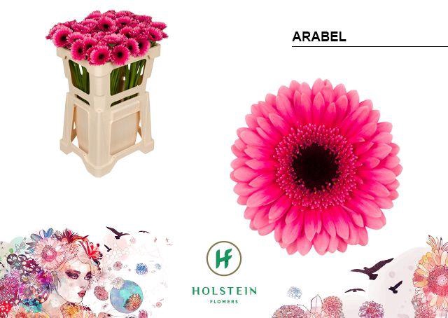 <h4>Germini Arabel Water</h4>