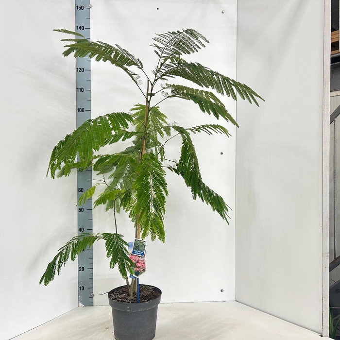 <h4>Albizia julibrissin</h4>