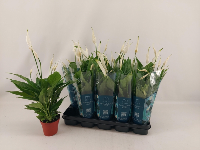 <h4>SPATH TORELLI</h4>
