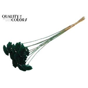 Achillea small per stem Turquoise