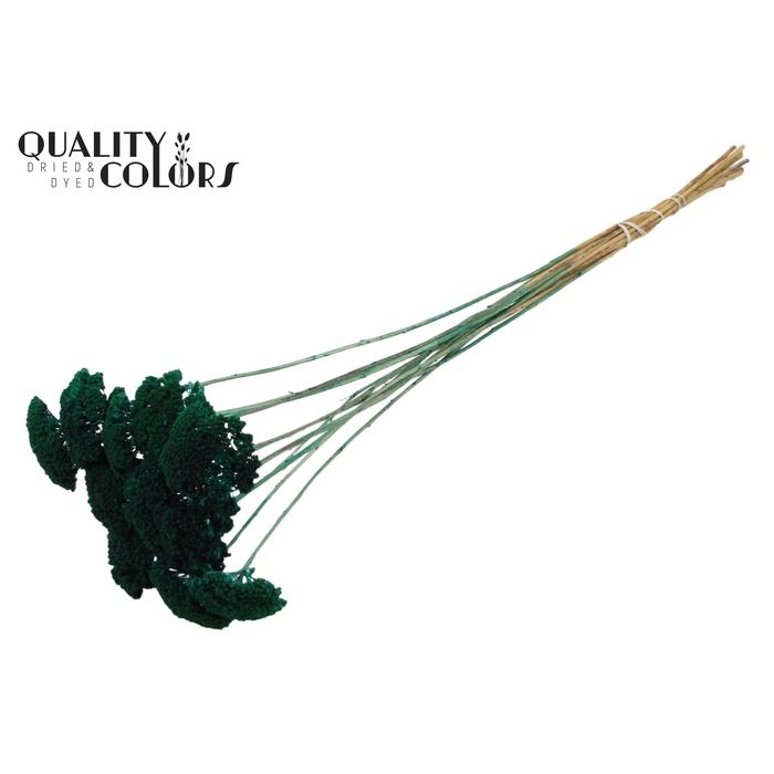 <h4>Achillea per stem Turquoise</h4>