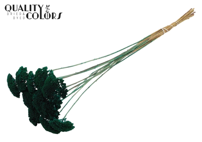 <h4>Achillea per stem Turquoise</h4>