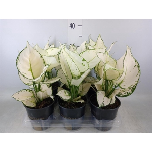 Aglaonema  'White Joy'