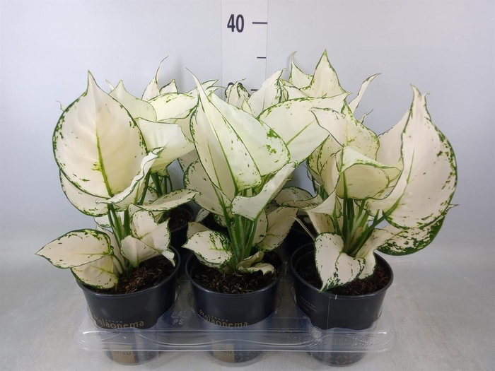 <h4>Aglaonema  'White Joy'</h4>