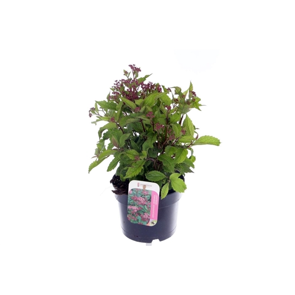 <h4>Eupatorium purp. Ruby</h4>