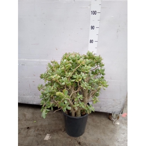 Crassula arborescens