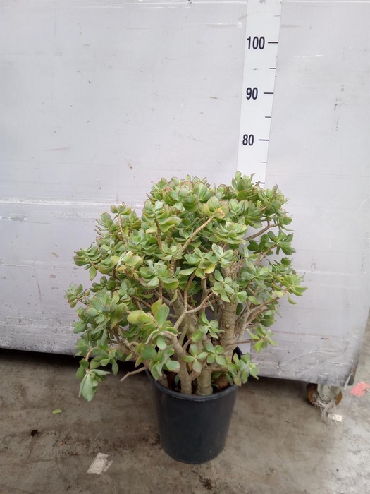 <h4>Crassula arborescens</h4>