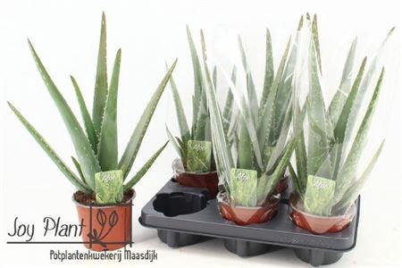 <h4>Aloe vera</h4>