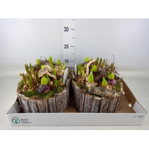 Arr.   Bol/Knolgewas L%