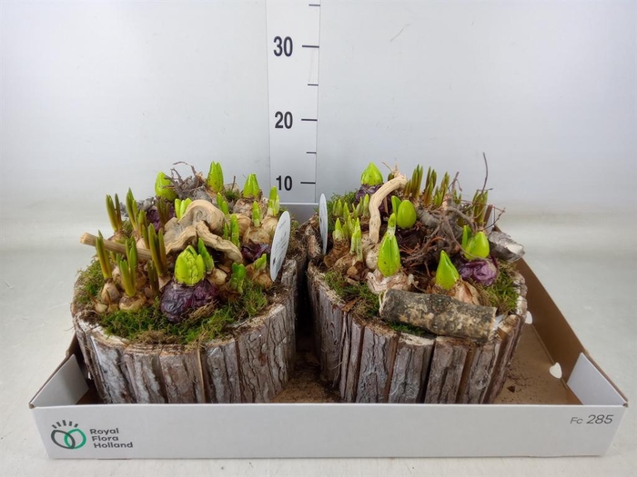 <h4>Arr.   Bol/Knolgewas L%</h4>